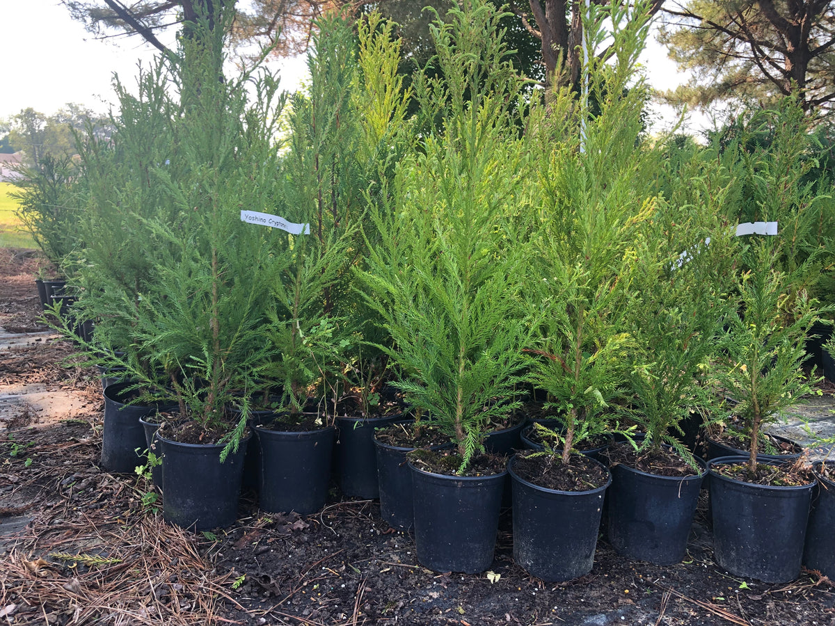 Yoshino Cryptomeria -1 Gallon – Tree Tots