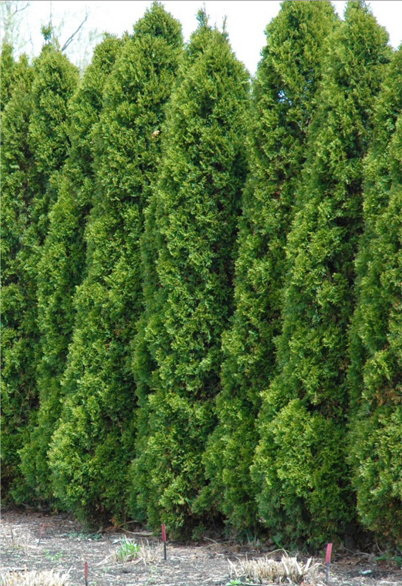 Hetz Wintergreen Arborvitae - 1 Gallon – Tree Tots
