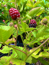 Thornless Blackberries - 1 Gallon