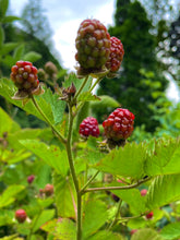 Thornless Blackberries - 1 Gallon