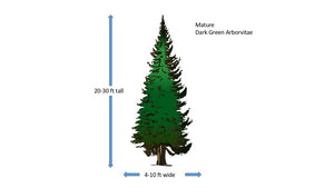 American (Dark Green) Arborvitae - 1 Gallon