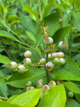 Blueberries - 1 Gallon