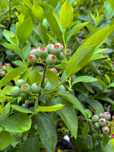 Blueberries - 1 Gallon