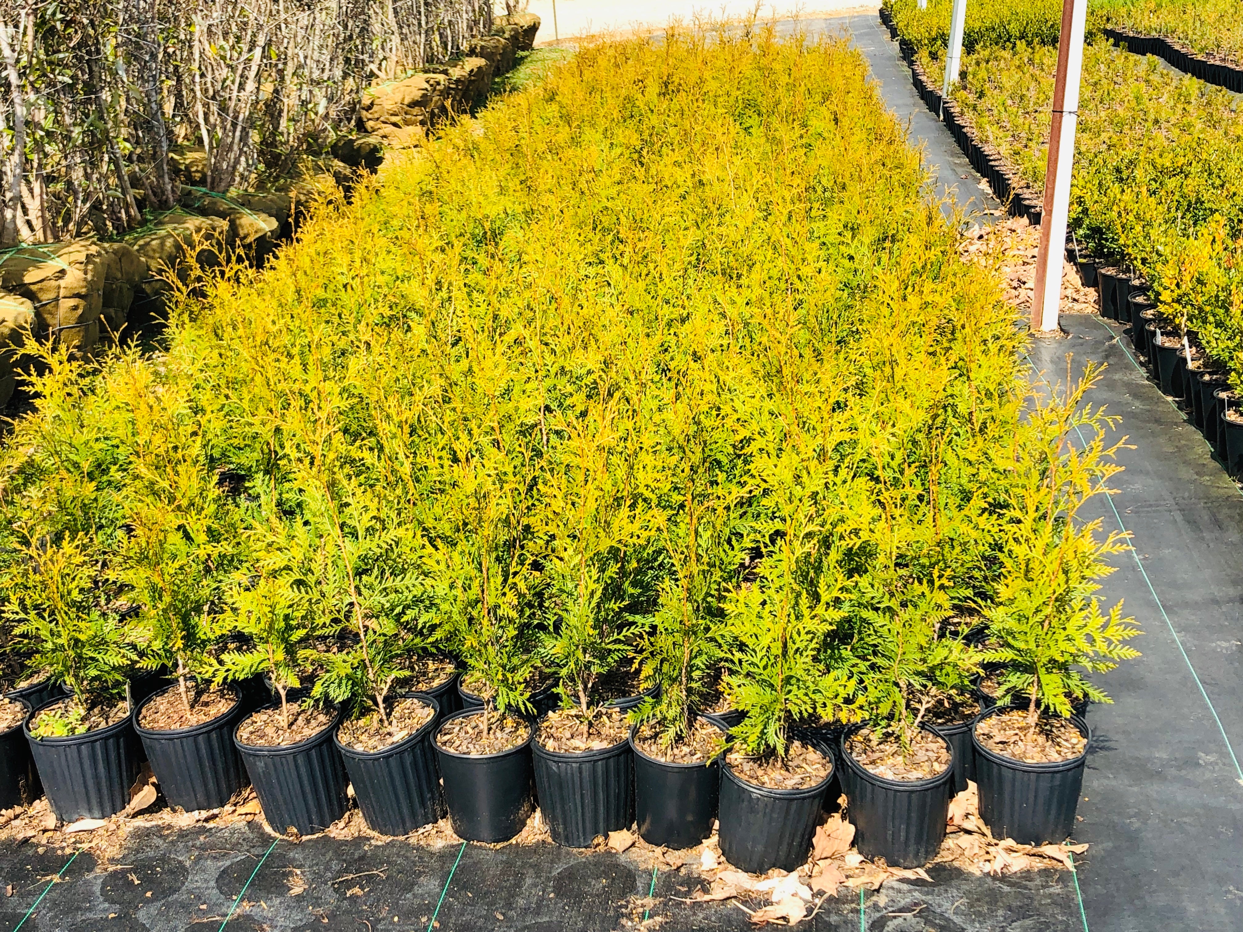 1galGGs_4032x.jpg?v=1591756869