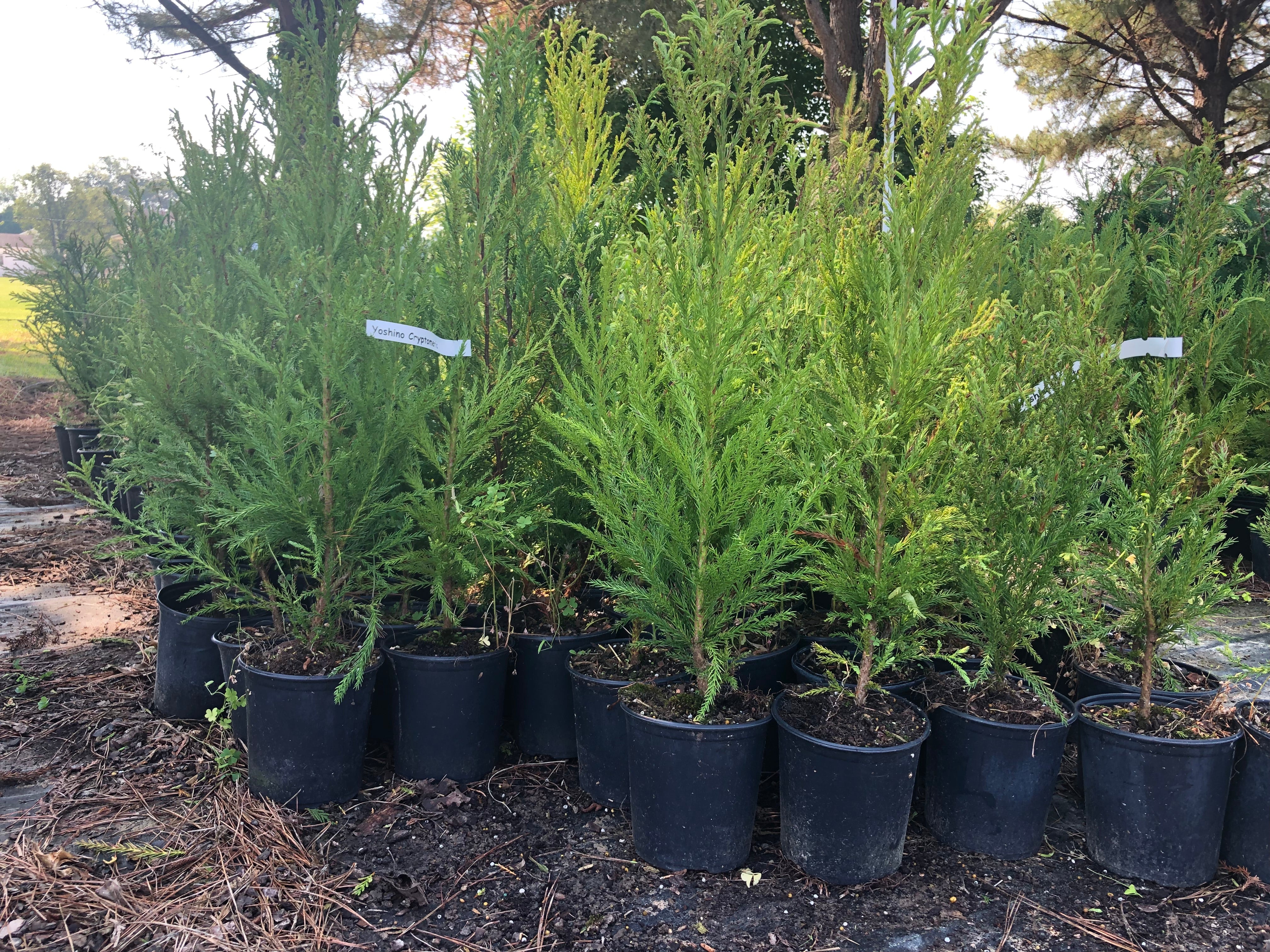 Yoshino Cryptomeria -1 Gallon – Tree Tots