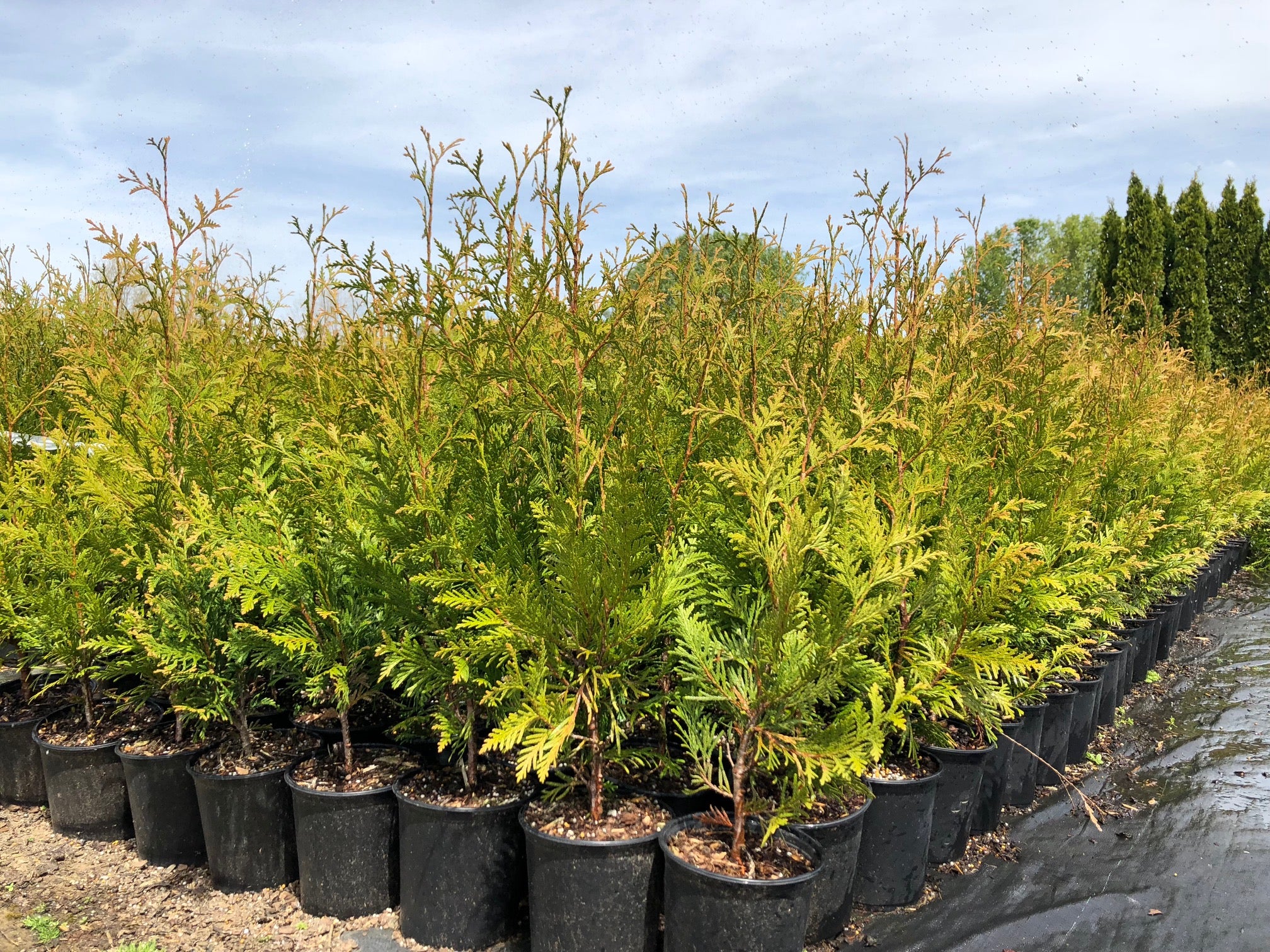 Green Giant Arborvitae Yellowing Forever Goldy™ Arborvitae Trees For