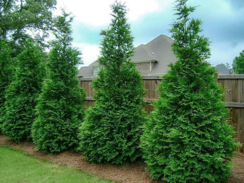 Buy Leyland Cypress Trees - 15 Trees In 2.5 Inch Pots - Foto 12
