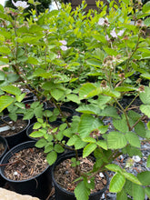 Thornless Blackberries - 1 Gallon