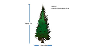 Emerald Green Arborvitae - 1 Gallon