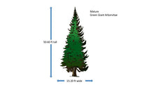 Green Giant Arborvitae - 1 Gallon